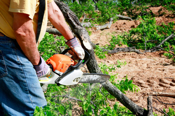 Best Residential Tree Removal  in USA